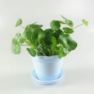 Coin Plant কয়েন প্ল্যান্ট - Image 2