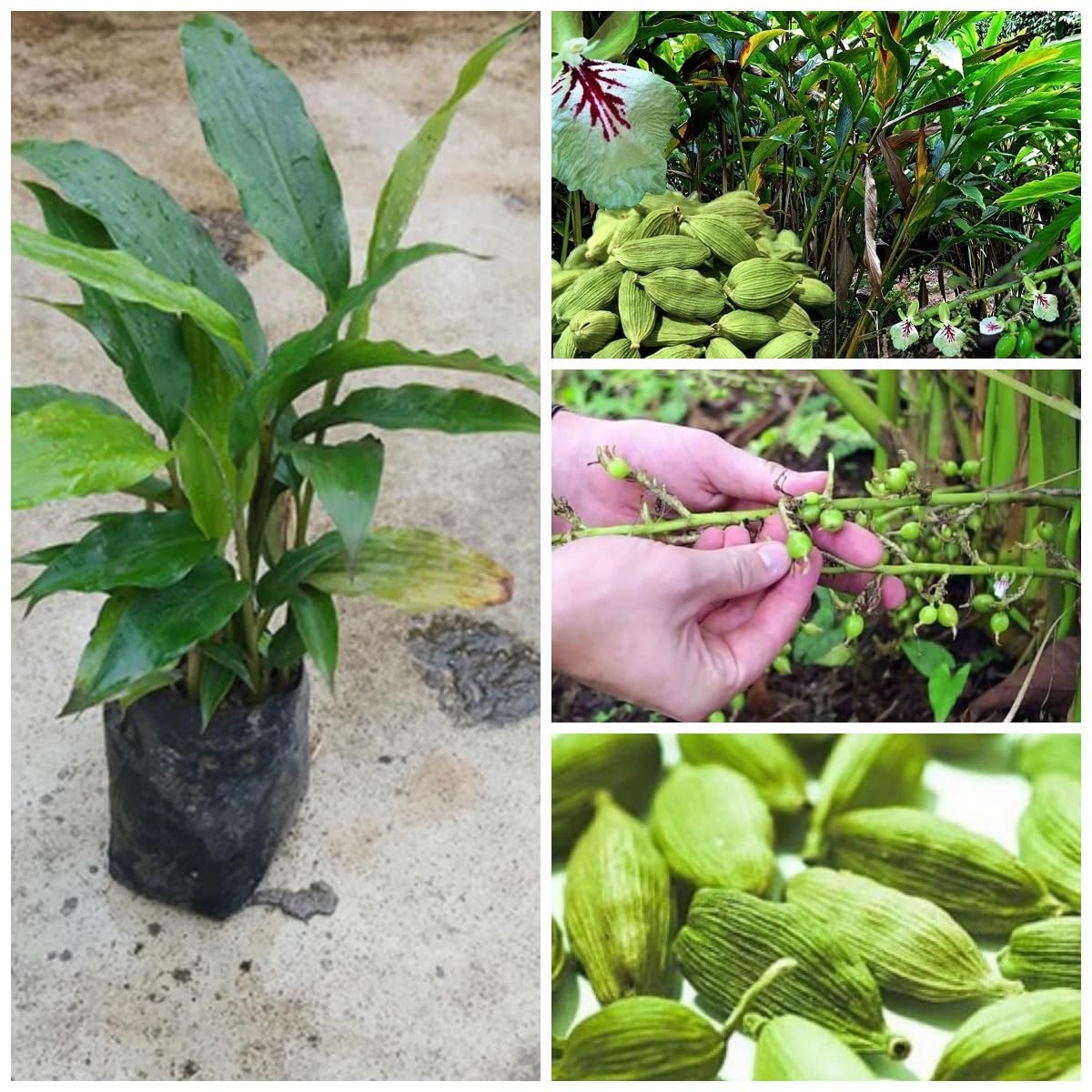 elach-cardamom-plant-plantinbd এলাচ গাছের চারা - Elach cardamom plant for sale in Bangladesh