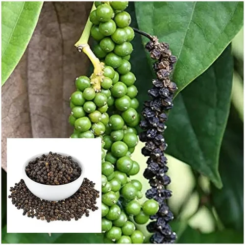 গোলমরিচ গাছের চারা - Golmorich black pepper plant for sale in Bangladesh