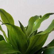 Green Dracaena Plant গ্রিন ড্রাসেনা প্ল্যান্ট - Image 3