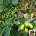 হরিতকী গাছের চারা - Haritaki tree plant for sale in Bangladesh