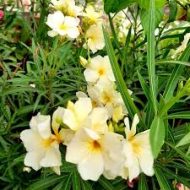 হলুদ করবি ফুল গাছের চারা - Holud korobi yellow oleander plant for sale in Bangladesh