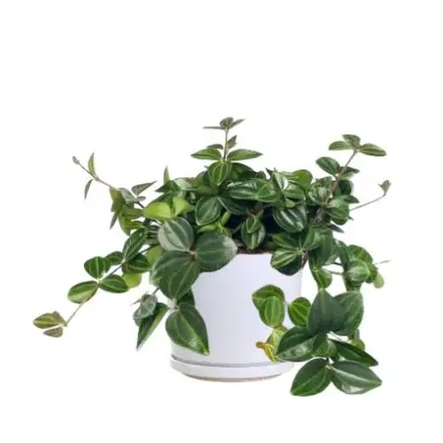 plantinbd_hoya_waterlemon
