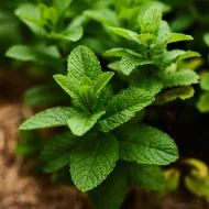 পুদিনার সুগন্ধি পাতার ক্লোজআপ - Mint leaves health benefits and uses