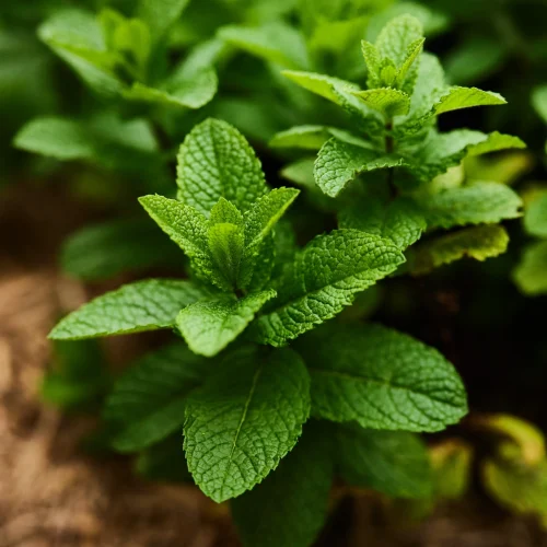 পুদিনার সুগন্ধি পাতার ক্লোজআপ - Mint leaves health benefits and uses