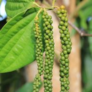 Black Pepper Plant গোলমরিচ গাছ - Image 2