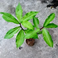 Insulin Plant ইনসুলিন গাছ - Image 2