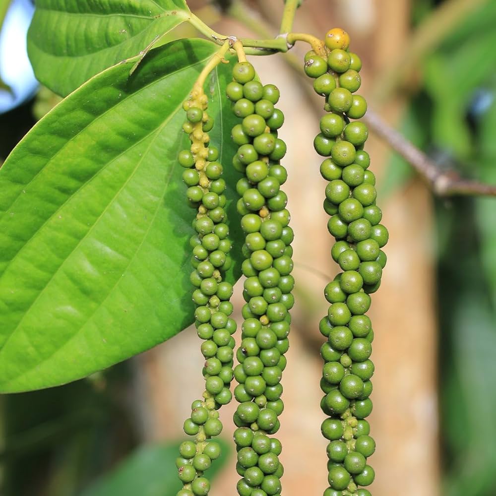image38 Black Pepper Plant গোলমরিচ গাছ - Image 2