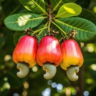 Cashew Nut Tree কাজু বাদাম গাছ - Image 3