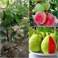 Madhabi Guava Tree মাধবী পেয়ারা গাছ - Image 2