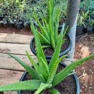 Aloe Vera Plant এলোভেরা গাছ - Image 2