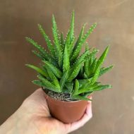 Aloe Vera Plant এলোভেরা গাছ - Image 3