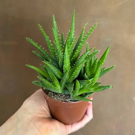 images (35) Aloe Vera Plant এলোভেরা গাছ - Image 3