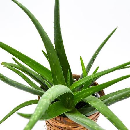 images (36) Aloe Vera Plant এলোভেরা গাছ - Image 4