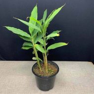 Cardamom Plant এলাচ গাছ - Image 3