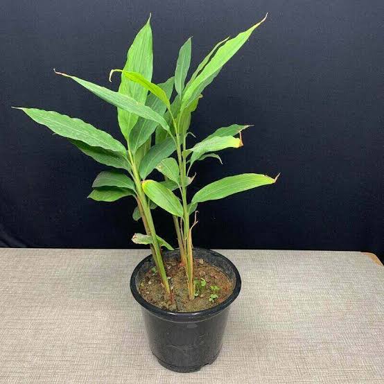 images (37) Cardamom Plant এলাচ গাছ - Image 3