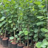 Red Sandalwood Tree লাল চন্দন গাছ - Image 2