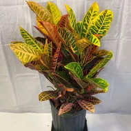 Indian Drop Croton ইন্ডিয়ান ড্রপ পাতাবাহার - Image 2