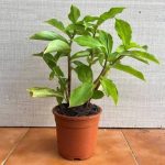 ইনসুলিন গাছের চারা - Insulin plant for sale in Bangladesh