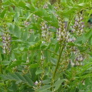 যষ্টি মধু গাছের চারা - Joshti modhu licorice plant for sale in Bangladesh