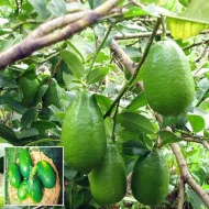 Kagji Lemon কাগজি লেবু - Image 2