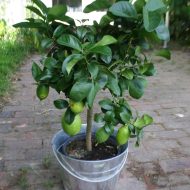 কাগজি লেবু গাছ - থাই রান্নার সুগন্ধি লেবুর চারা - Plant In BD