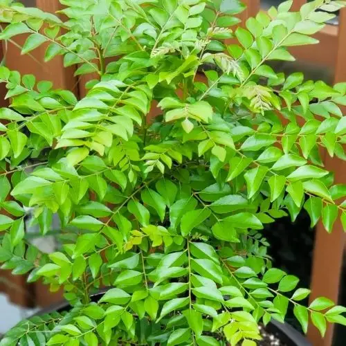 কারিপাতা গাছের চারা - Karipata curry leaf plant for sale in Bangladesh