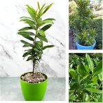 লবঙ্গ গাছের চারা - Labanga clove plant for sale in Bangladesh