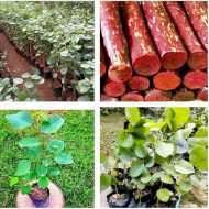 লাল চন্দন গাছের চারা - Red sandalwood plant for sale in Bangladesh