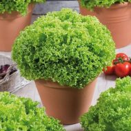 লেটুস পাতার চারা - Lettuce plant for sale in Bangladesh