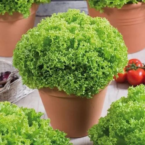 লেটুস পাতার চারা - Lettuce plant for sale in Bangladesh