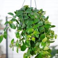 Lipstick Plant লিপস্টিক হয়া - Image 2