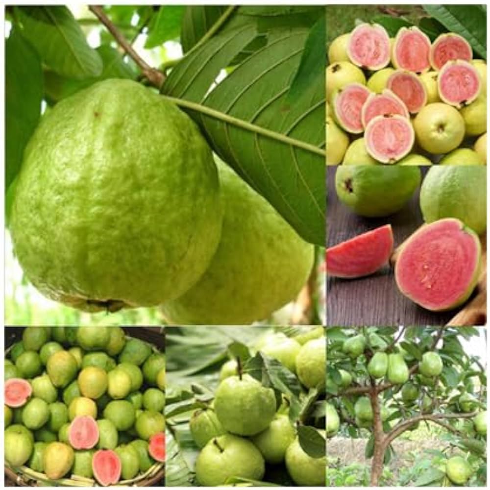 মাধবী পেয়ারা গাছের চারা - Madhabi guava plant for sale in Bangladesh