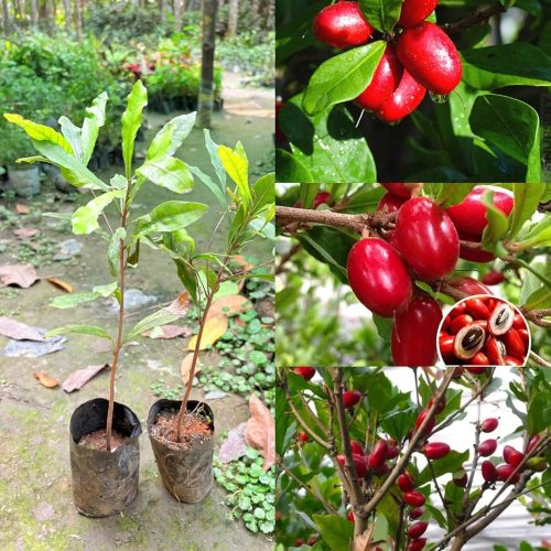 মিরাক্কেল বেরি গাছ - স্বাদ পরিবর্তনকারী মিরাকল ফ্রুটের চারা - Plant In BD