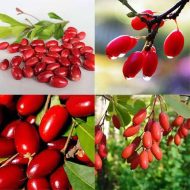 Miracle Berry মিরাক্কেল বেরি - Image 3