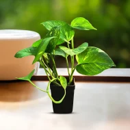 মানি প্ল্যান্ট (Money Plant) - Image 3
