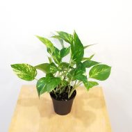 মানি প্ল্যান্ট (Money Plant) - Image 2