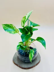 মানি প্ল্যান্ট (Money Plant) - Image 4