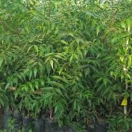 নিম গাছের চারা - Neem tree plant for sale in Bangladesh