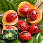 জায়ফল গাছের চারা - Nutmeg tree plant for sale in Bangladesh