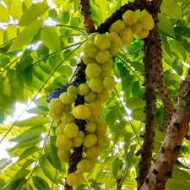 Oraboroi অরবরই - Image 2