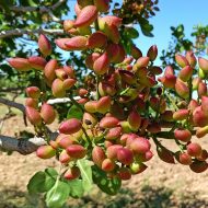 পেস্তা বাদাম গাছ - দামী বাদাম গাছের চারা - Plant In BD
