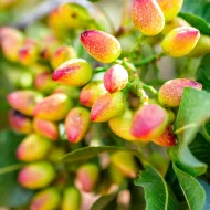 Pista Badam Plant পেস্তা বাদাম গাছ - Image 2