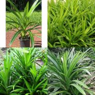 পোলাও পাতা গাছের চারা - Pola pata screwpine plant for sale in Bangladesh