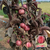 Poli Guava পলি পেয়ারা - Image 2