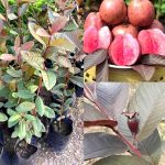পলি পেয়ারা গাছ - মিষ্টি সাদা পেয়ারা ফলের চারা - Plant In BD