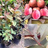 পলি পেয়ারা গাছ - মিষ্টি সাদা পেয়ারা ফলের চারা - Plant In BD