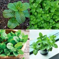 পুদিনা গাছের চারা - Pudina mint plant for sale in Bangladesh
