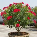 রক্তকরবী ফুল গাছের চারা - Raktakarabi oleander plant for sale in Bangladesh