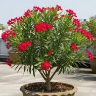 রক্তকরবী ফুল গাছের চারা - Raktakarabi oleander plant for sale in Bangladesh